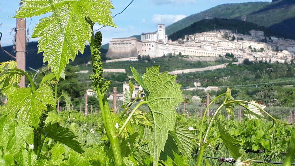 vigna cantina vino e olio evo Assisi